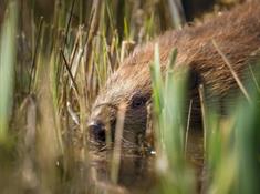 welsh wildlife trust beavers