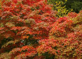 Autumn leaves at Westonbirt Arboretum