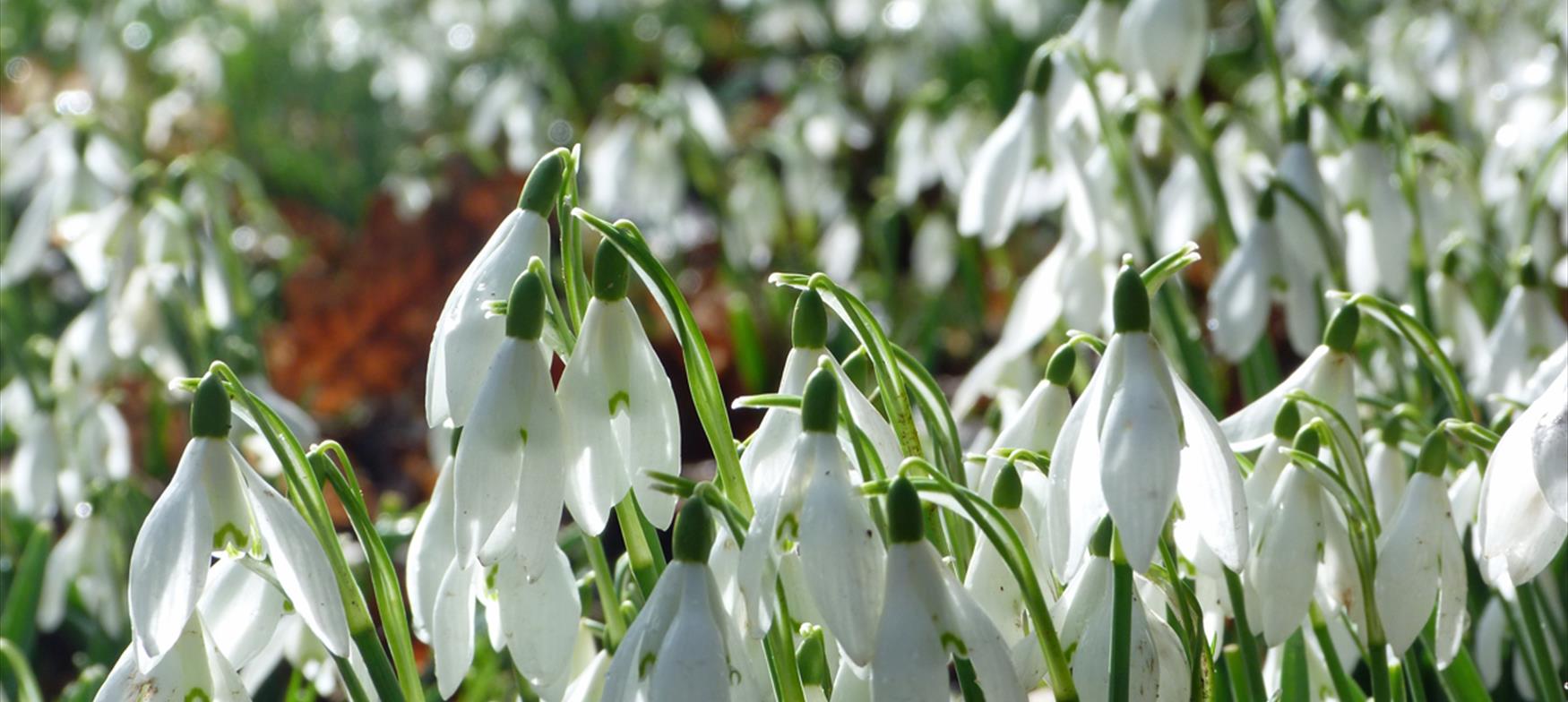 Where to See Snowdrops on the Great West Way
