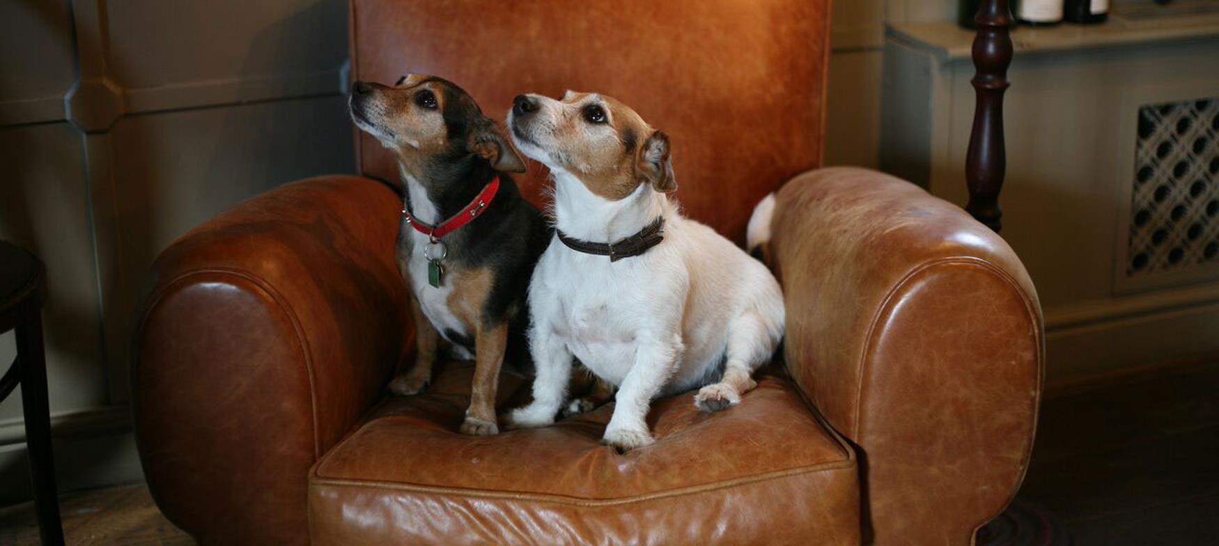 two dogs in an armchair