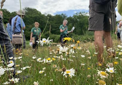 Wild Flower Guided Walk