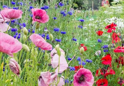 Spring Flowers
