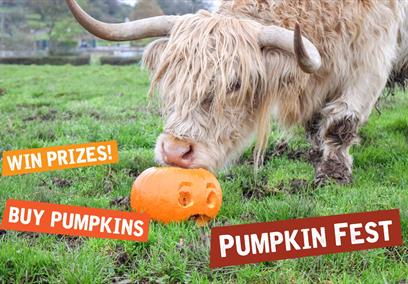 Cow sniffing a pumpkin