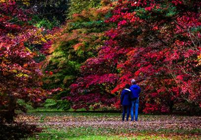 Autumn at Westonbirt Arboretum