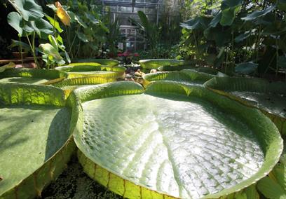 University of Bristol Botanic Garden
