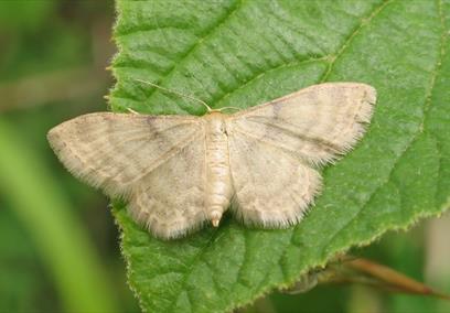Photograph copyright Mark Parsons - Butterfly Conservation