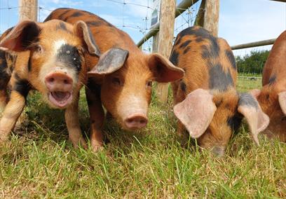 Cholderton Rare Breeds Farm - Pigs