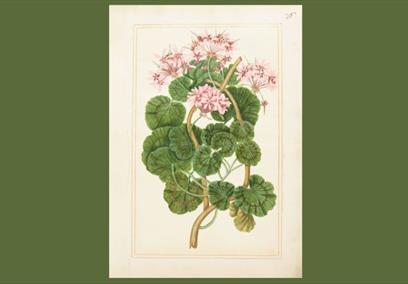 A painting of a plant that has dark green leaves and pink flowers