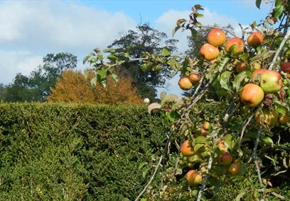 Apple celebrations