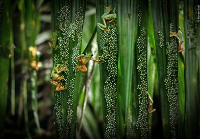 Treefrog pool party by winner Brandon Güell