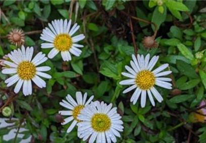 Daisies in a field