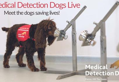 A medical alert dog sniffing a bowl