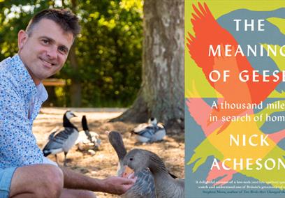 Nick Acheson with a flock of geese on the left hand side and the front cover of his new book on the right hand side
