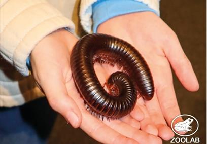 Creepy Critters Workshop by ZooLab UK  at Bowood