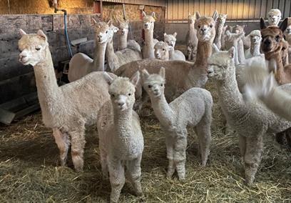 Bozedown Alpacas