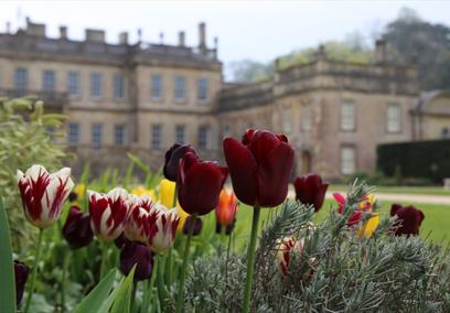 Tulip mania at Dyrham Park