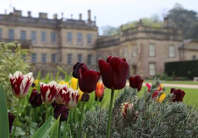 Tulips in front of a historic house