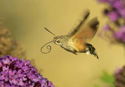 Moth flying