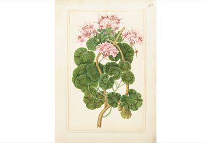 Geranium from the Florilegium commissioned by Mary Somerset, First Duchess of Beaufort