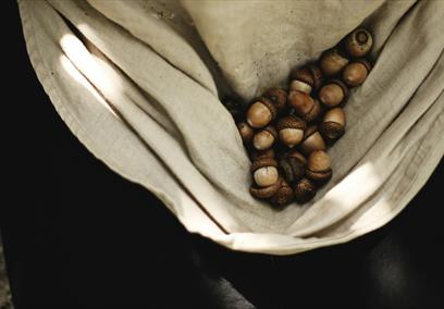 Medieval Making Oak Gall Ink Workshops