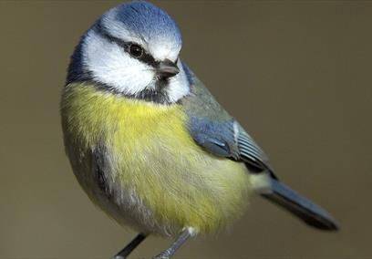 A blue tit sat on a tree