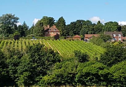 a'Beckett's Vineyard, Wiltshire