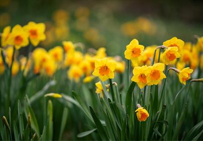 AM&G Daffodil Month