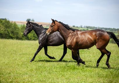 National Racehorse Week