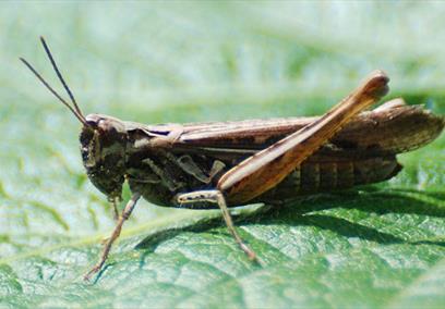 A close up picture of a cricket
