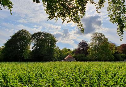 Vineyard with house in background