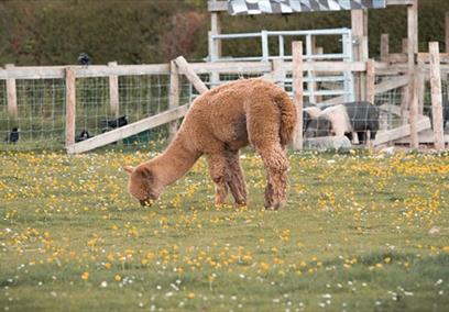 Cholderton Rare Breeds Farm - Alpaca