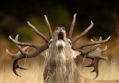 Wildlife Photographer of the Year
