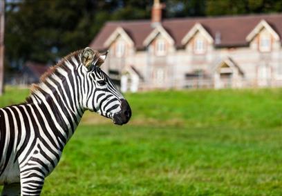 Zebra outside longleat accommodation