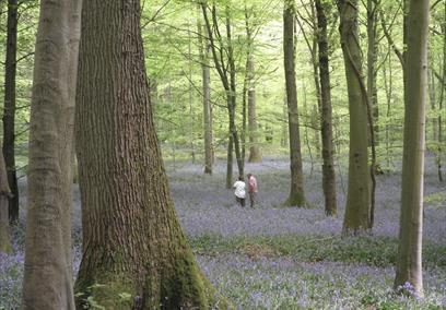 Bluebell Woods