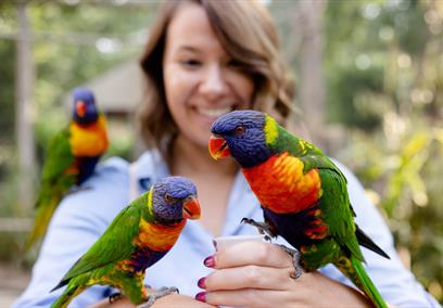 women feeding lorikeets, one on each hand and one on her shoulder