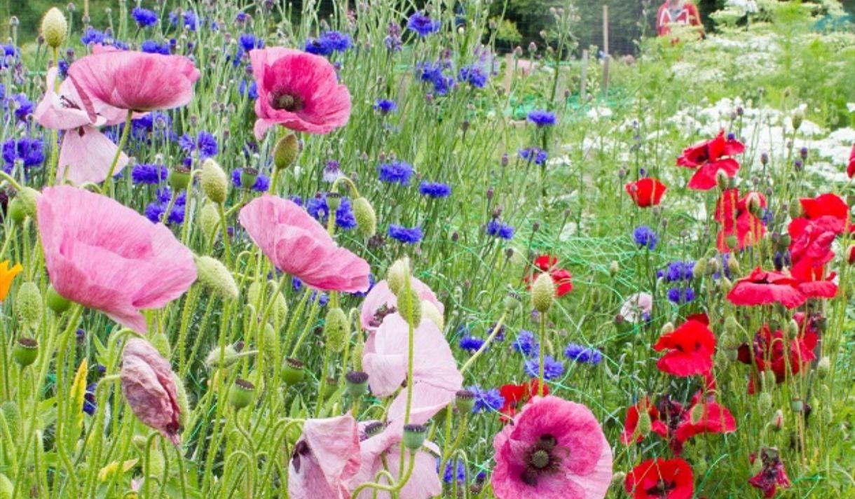 Spring Flowers