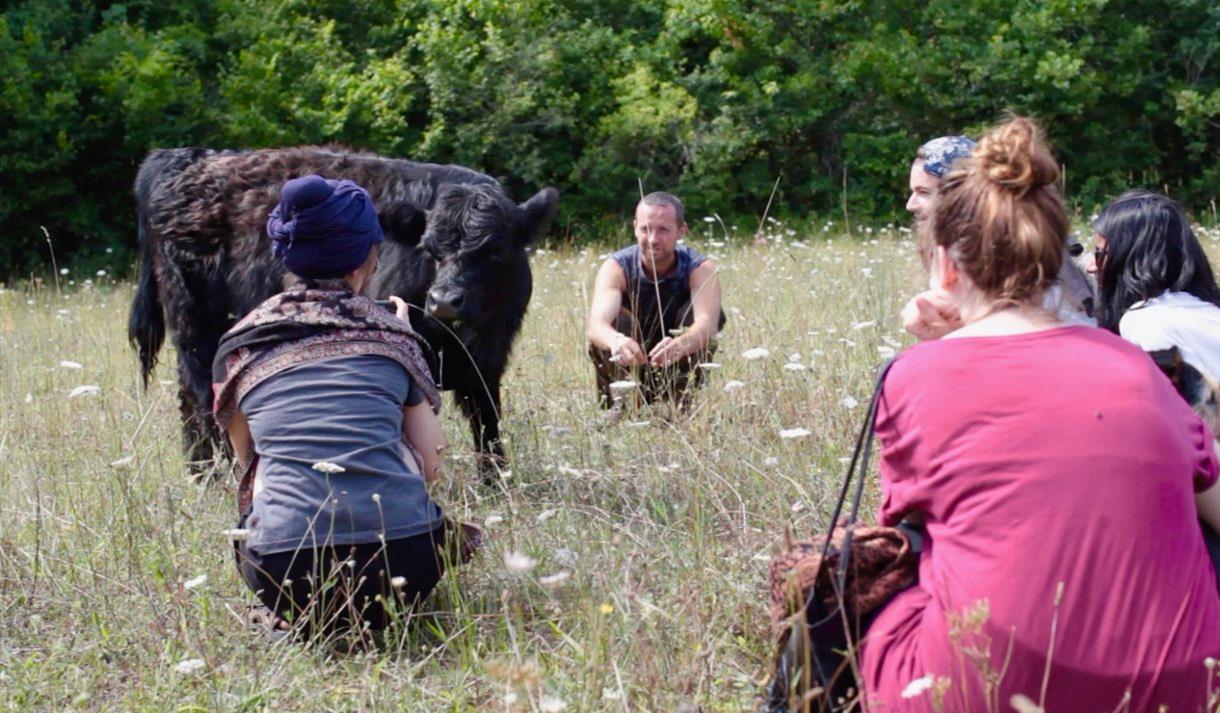 A group of people in a field with cows