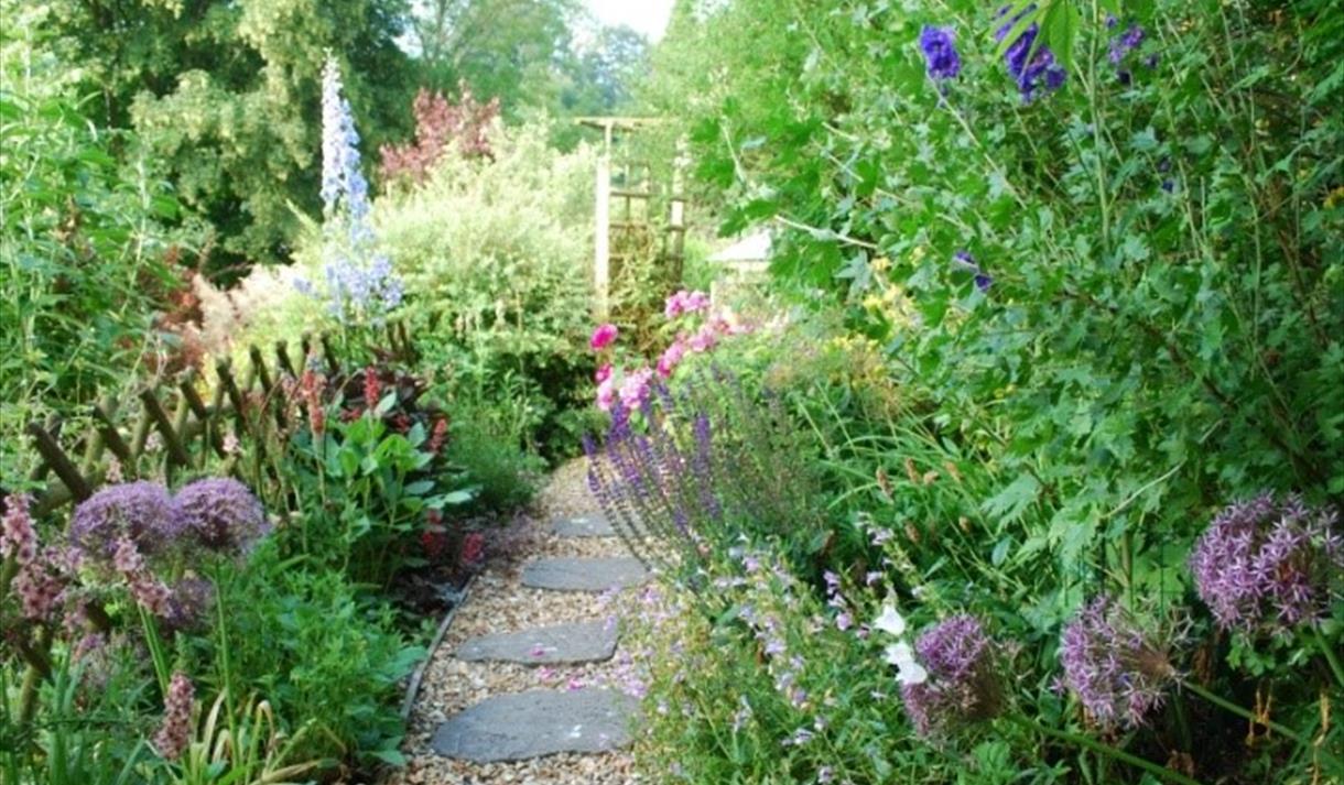 Green garden full of plants