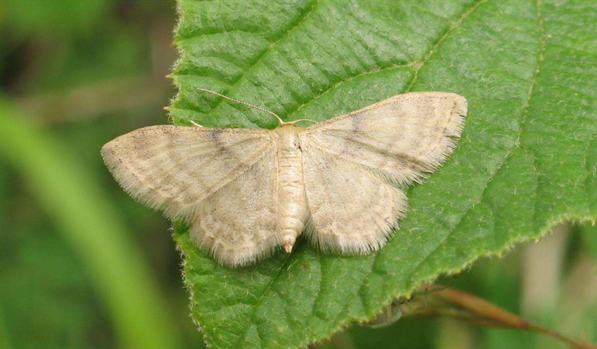 Photograph copyright Mark Parsons - Butterfly Conservation