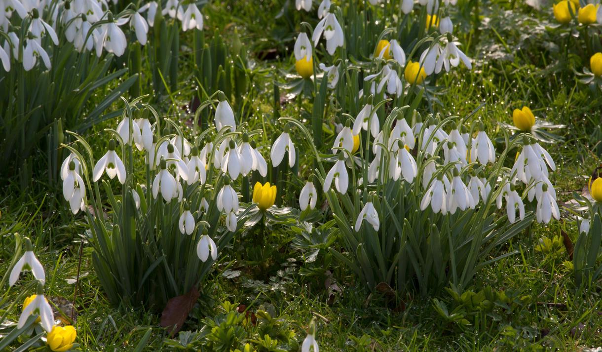 Snowdrops