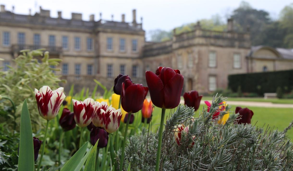 Tulips in front of an historic house