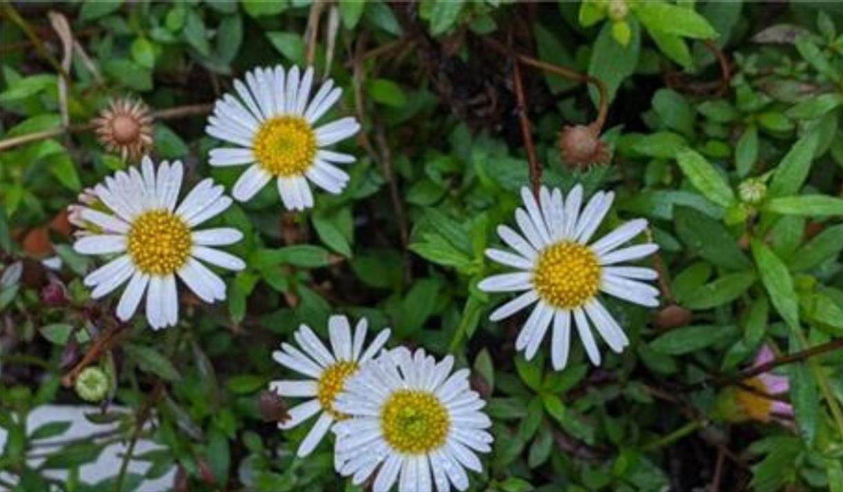 Daisies in a field
