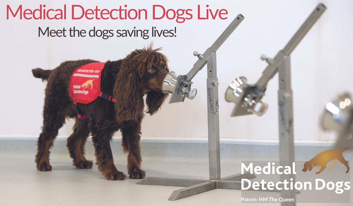 A medical alert dog sniffing a bowl