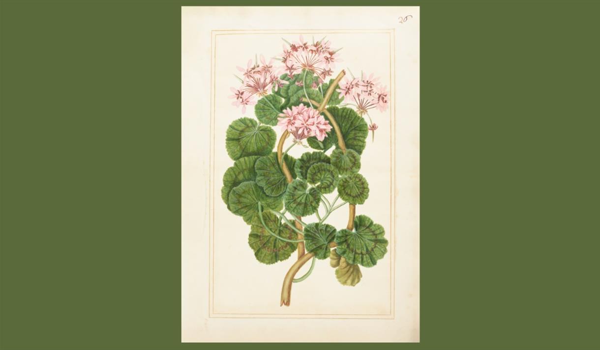 A painting of a plant that has dark green leaves and pink flowers