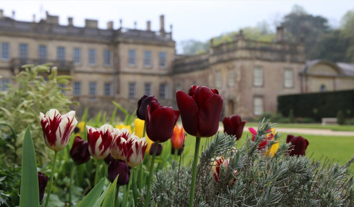 Tulip mania at Dyrham Park