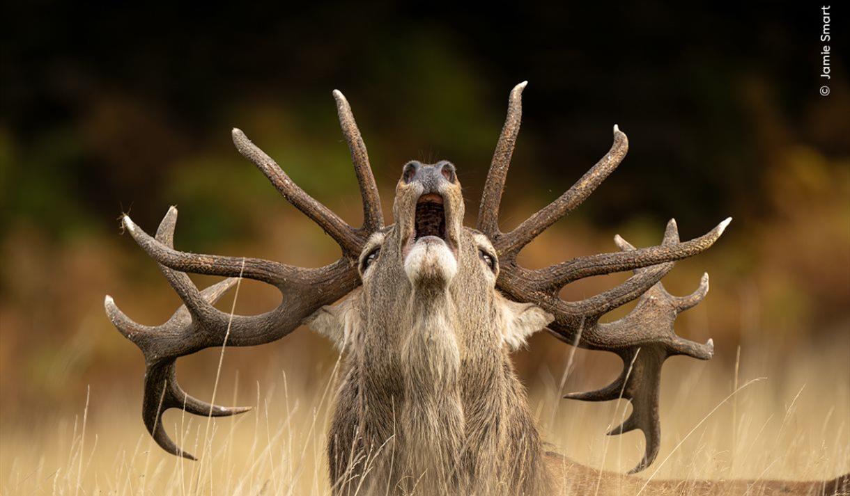 Wildlife Photographer of the Year