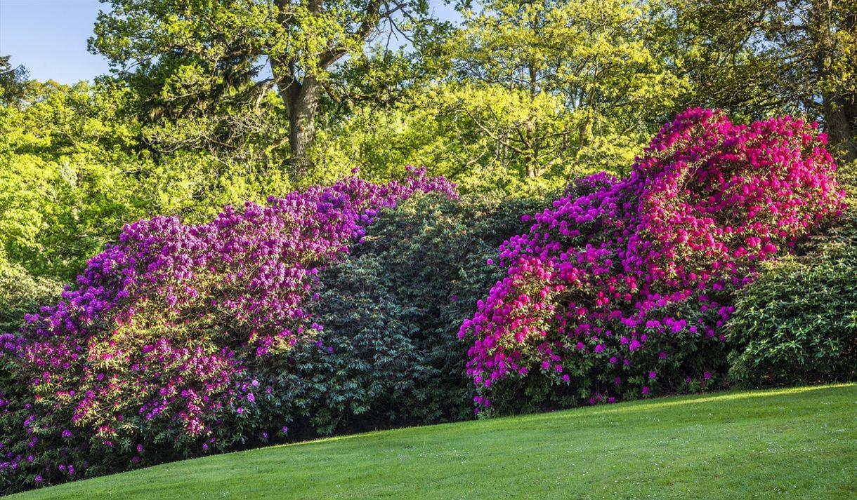 Bowood Woodland Gardens - Anna Stowe