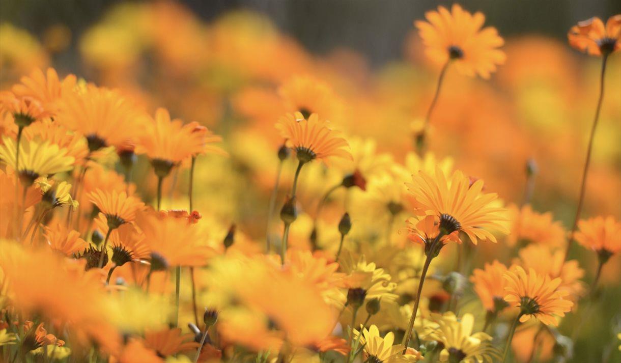 A bunch of yellow flowers
