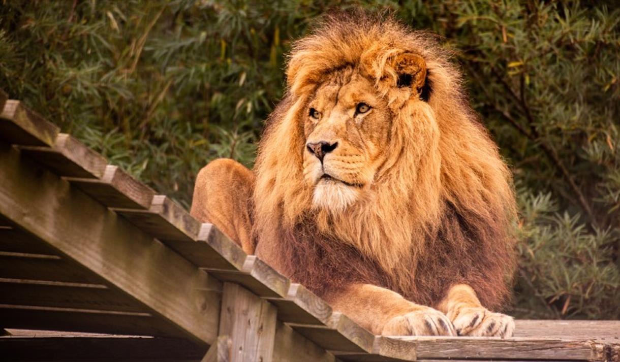 Noah's Ark Zoo Farm Great West Way