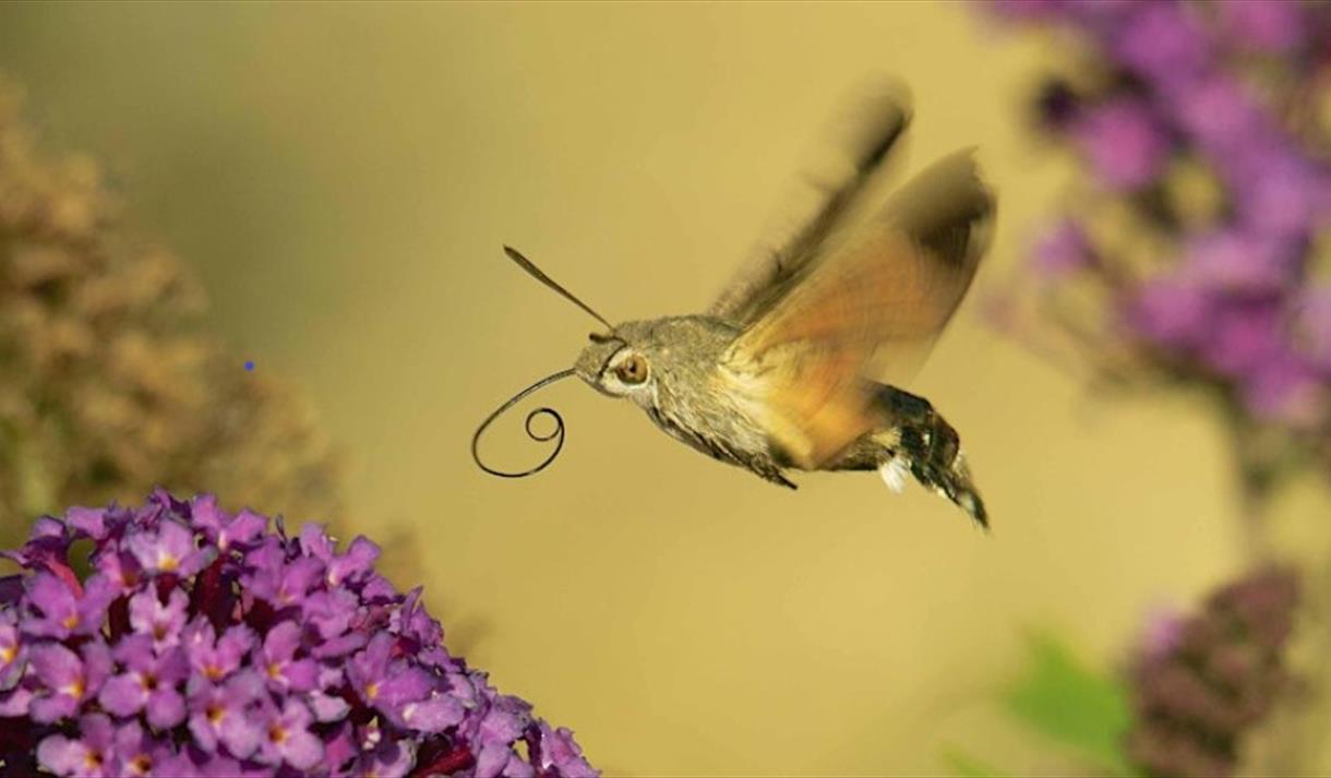 Moth flying